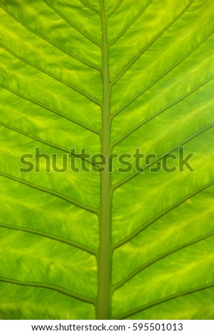 line and pattern of a big green leaf

