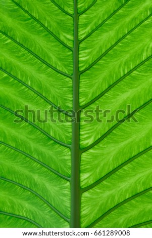 line and pattern of a big green leaf