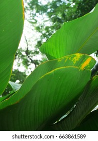 Line and pattern in green leaf.