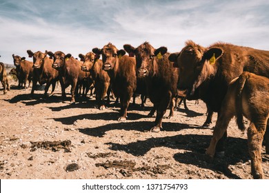 A line of red angus cattle waiting for the rancher to come feed them.