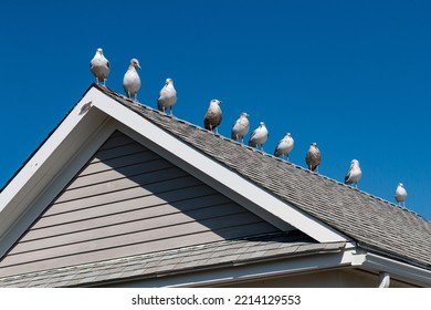 A Line Of Seagulls Perched On A Roof Peak