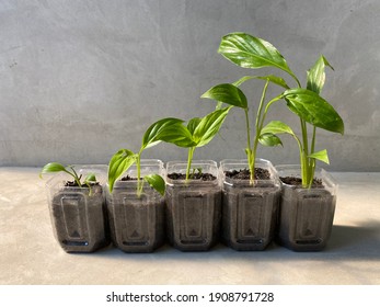 A line of Spathiphyllum or peace lily seed plants in growing media, using cut plastic bottles for pots. Different growth of spathe. Home gardening and reused - 3R green concept.