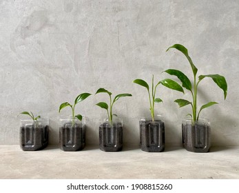 A line of Spathiphyllum or peace lily seed plants in growing media, using cut plastic bottles for pots. Different growth of spathe. Home gardening and reused - 3R green concept.