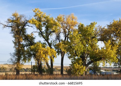 Line of tall cottonwood poplar trees in yellow autumn foliage, with quirky and twisted branch shapes.