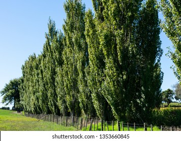 hybrid poplar farm