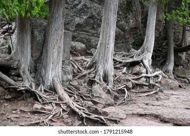 Clinging Roots Images Stock Photos Vectors Shutterstock