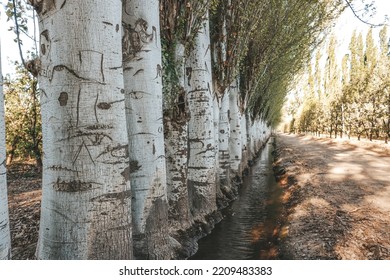 Line Of Trees In Front Of The River. Spring Day Indoors