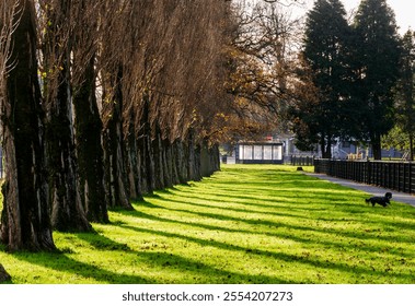 Line of trees with the sun casting shadows on a green lawn with a little dog in the foreground