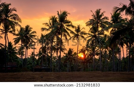 Line of tropical palm trees outlined and back lit by the sunset in beach destination of Varkala, Kerala, India