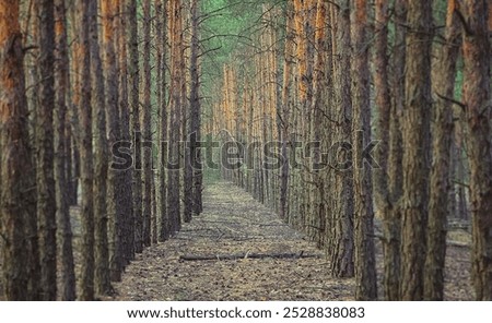 linear perspective of artificially planted pine trees