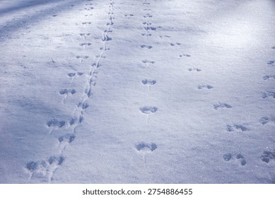 Linear quadrupedal trails with consistent stride indicate Apodemus sylvaticus or Microtus agrestis movement. clustered prints near green shoots confirm localized feeding sites,selective focus