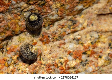 Lined top shell Phorcus lineatus, Osilinus lineatus. Top lined snail foraging underwater in a rockpool at the UK coastline at low tide.
