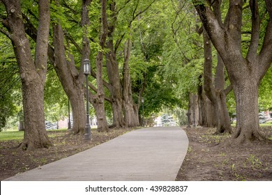 Lined up trees aligned a sidewalk with light poles