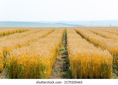 Lined wheat fields on a sunny summer day