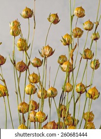 Linen seeds on stems in grey background