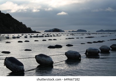Lines of buoys in a mussel farm on a calm day with blue sky reflection and surrounded by islands. A cloudy day near Coromandel in New Zealand.