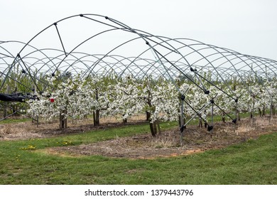 Lines Of Cherry Trees In Blossom In A Kent Orchard UK