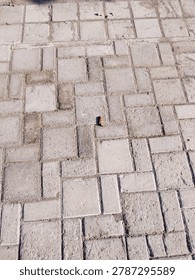 Lines, cracks, and quiet patterns. Just an ordinary pavement, but the geometry holds its own kind of beauty. Finding art in the everyday.