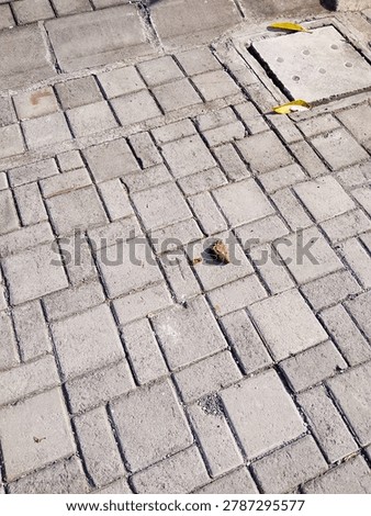 Lines, cracks, and quiet patterns. Just an ordinary pavement, but the geometry holds its own kind of beauty. Finding art in the everyday.