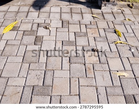 Lines, cracks, and quiet patterns. Just an ordinary pavement, but the geometry holds its own kind of beauty. Finding art in the everyday.