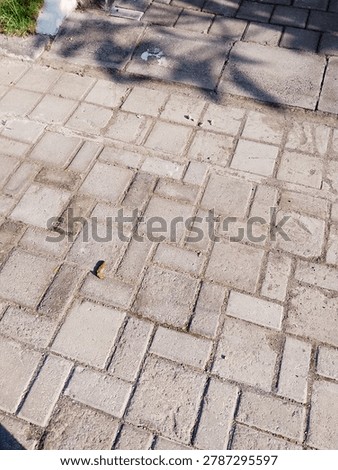 Lines, cracks, and quiet patterns. Just an ordinary pavement, but the geometry holds its own kind of beauty. Finding art in the everyday.