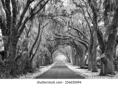 Lines of old live oak trees with spanish moss hanging down on a scenic southern country road in black and white or monochromatic