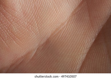 lines on texture of hand palm skin close up