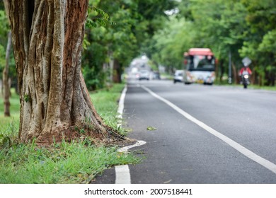 Lines Of Roads That Steer Clear Of Trees. And Coexistence Between People And Nature