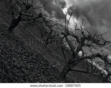Lines of the trees in the cold a cloudy day. It was very ghastly place.