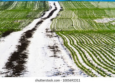 Lines Of Wheat And The Road That Stretch To The Horizon , Growing Of Grain, Selection