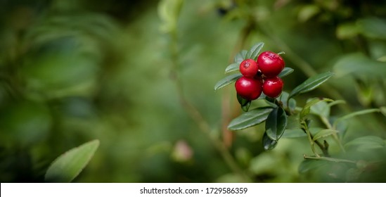 Lingonberry growing in the forest closeup. Ripe red lingonberry berry in the wild after rain, soft focus. Beautiful Nature Web banner or Wallpaper With Copy Space for design