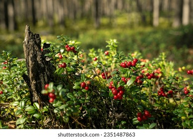 Lingonberry grows in the forest. The season for picking wild berries. Lingonberry harvesting. - Powered by Shutterstock