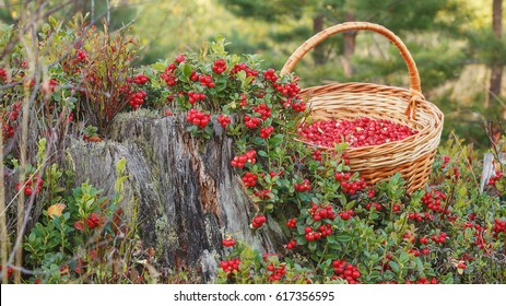 Lingonberry On A Rotten Stump, Basket With Berries.