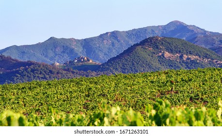 Linguizzetta Vineyard In Corsica Island