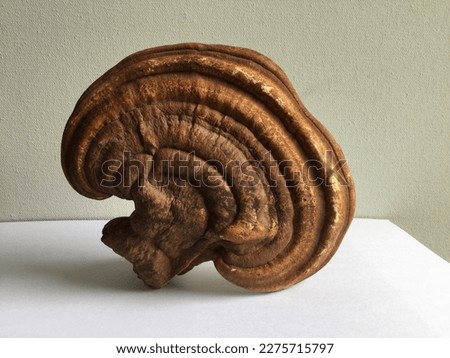 Lingzhi, Ganoderma lingzhi, also known as reishi, is a polypore fungus native to East Asia belonging to the genus Ganoderma. Its reddish brown varnished kidney-shaped cap with bands and peripherally i