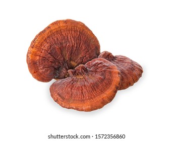 Lingzhi Mushroom Ganoderma Lucidum Isolated on white background