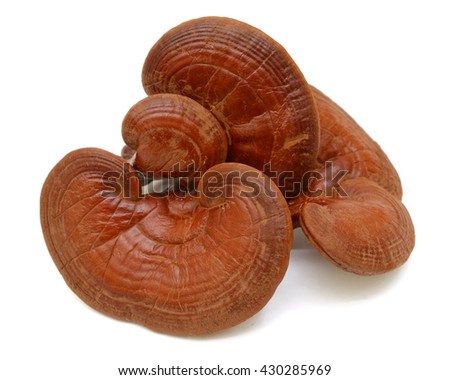 Lingzhi Mushroom Ganoderma Lucidum Isolated on white background