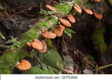 Lingzhi mushroom growing on trees 