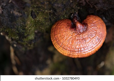 Lingzhi mushroom growing on trees,Herb plant for alternative medicine