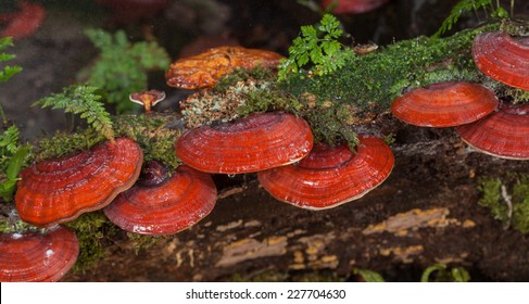 Lingzhi mushroom on rainy day 