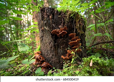 Lingzhi mushroom on a stump in the forest