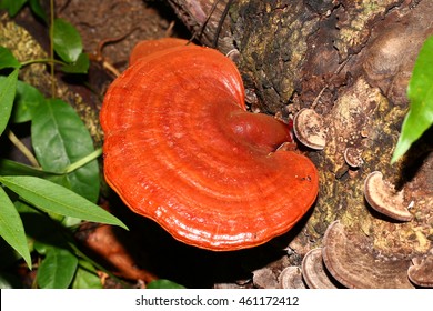 Lingzhi mushroom, Reishi mushroom in the forest Thailand
Ganoderma lucidum 