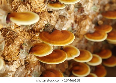 Lingzhi mushrooms  in farm
