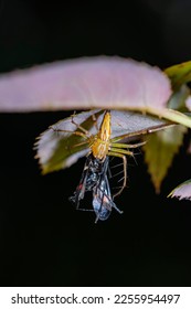 A link spider and prey on the leaf