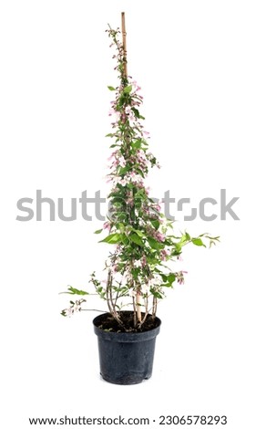 Linnaea amabilis in front of white background