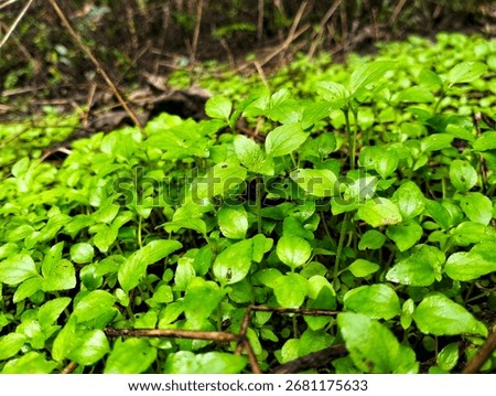 (Linnaea borealis) Based on the visual characteristics in the picture which shows a small plant with dense green leaves