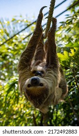 Linne's Two Toed Sloth And Its Baby