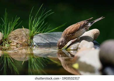 
Linnet, Carduelis cannabina, female drinks water from bird's waterhole. Czechia. Europe.