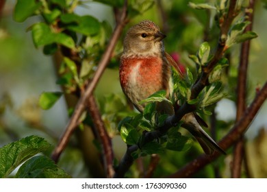 linnet in a tree red breast