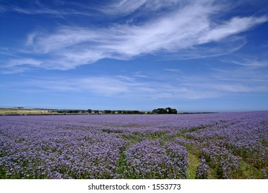 Linseed Field - Landscape